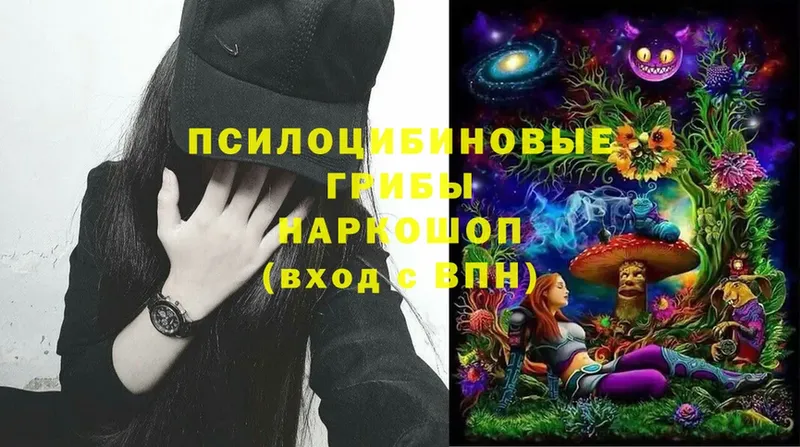 где можно купить   Адыгейск  Псилоцибиновые грибы MAGIC MUSHROOMS 